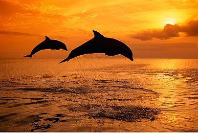 《水族馆不会跳舞》确定登陆Switch 好评恐怖冒险