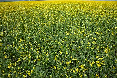 RPG新作《地牢之下》1月发售 最新游戏预告片欣赏