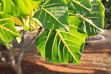 卧龙苍天陨落张梁怎么打？卧龙苍天陨落张梁二阶段逃课攻略